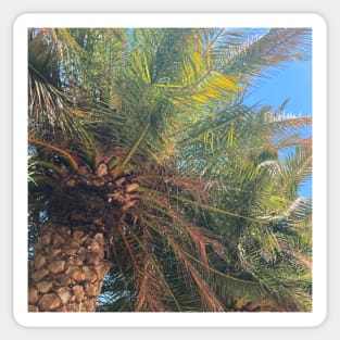 Pretty Palm Tree Photography design with blue sky nature lovers Sticker